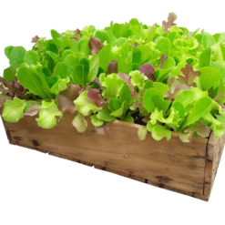 baby salad lettuce