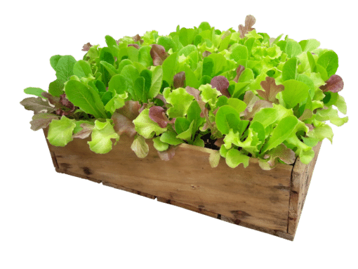 baby salad lettuce