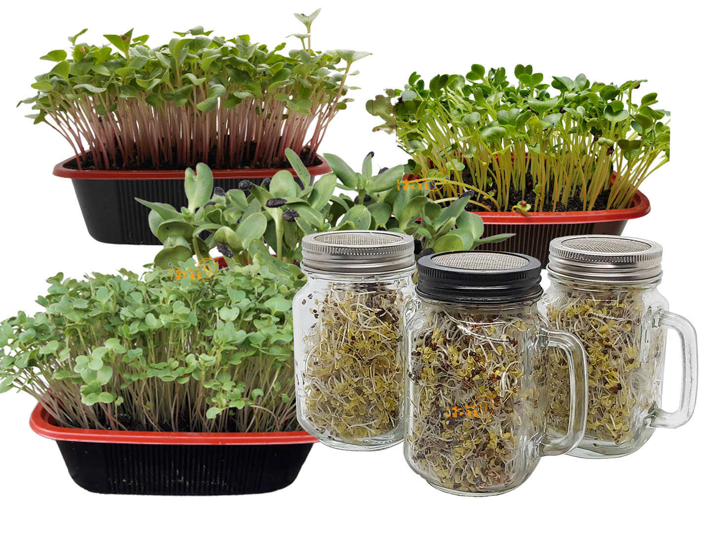 sprouts microgreens